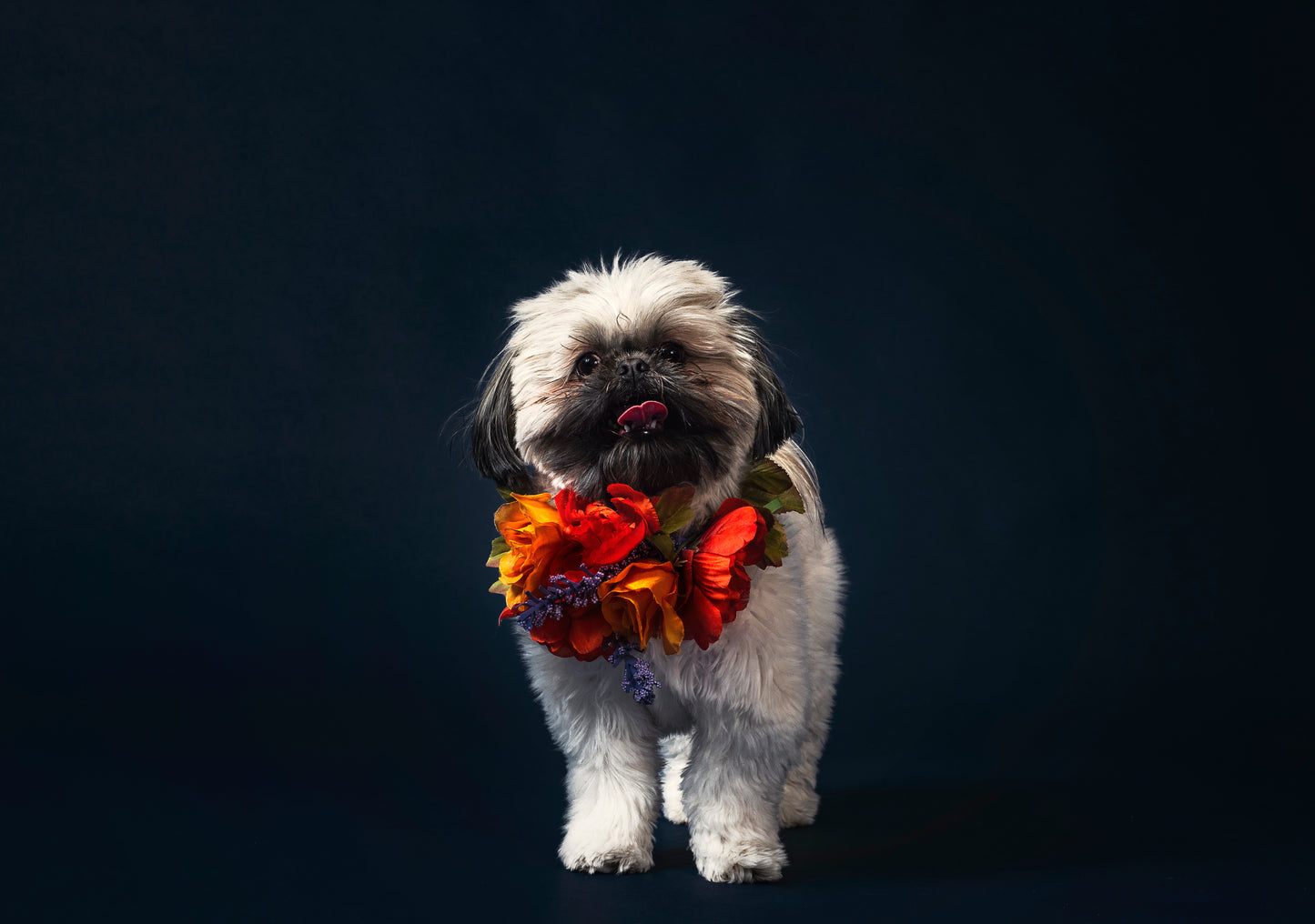 PETTORINA CANE