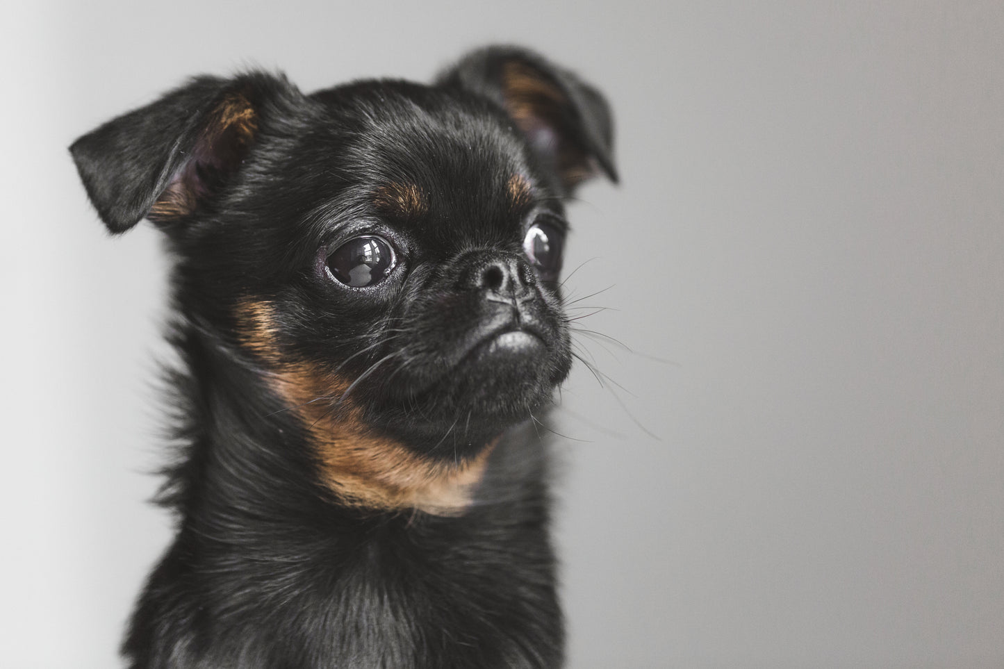 PETTORINA CANE