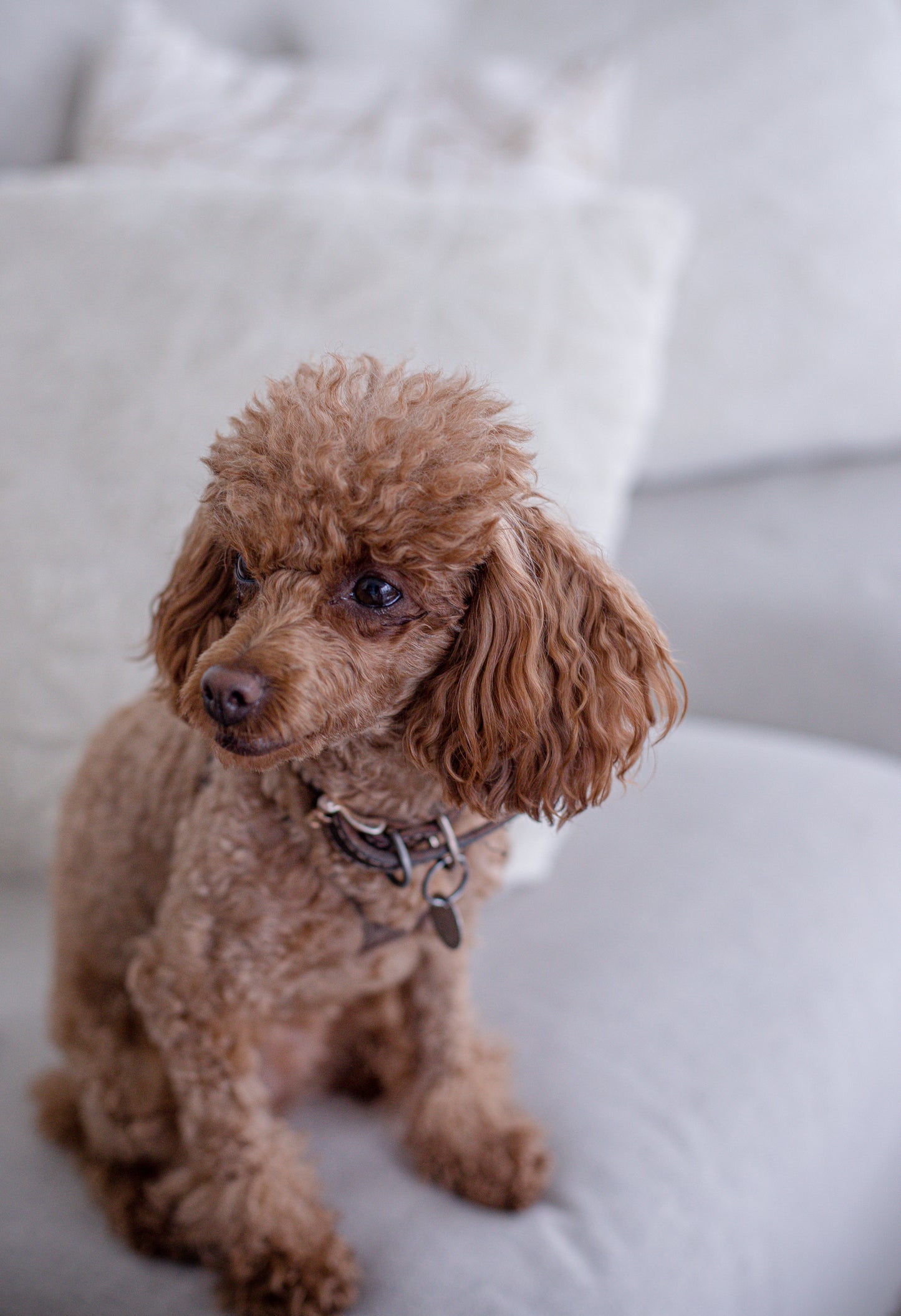 PETTORINA CANE